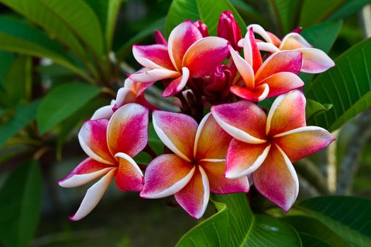 Pinl plumeria flower on tree