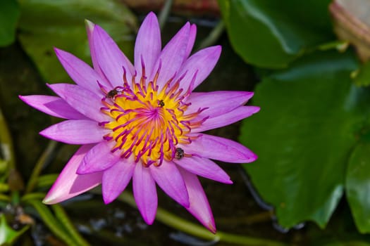 Bee on purple lily flower