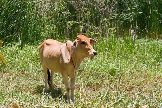 Asian young ox