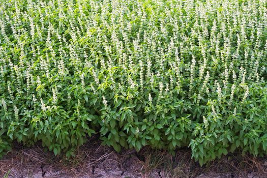 Sweet basil with flowers, herb for cold and lose weight