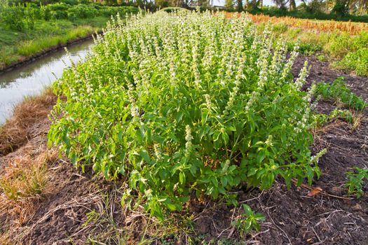 Sweet basil with flowers, herb for cold and lose weight