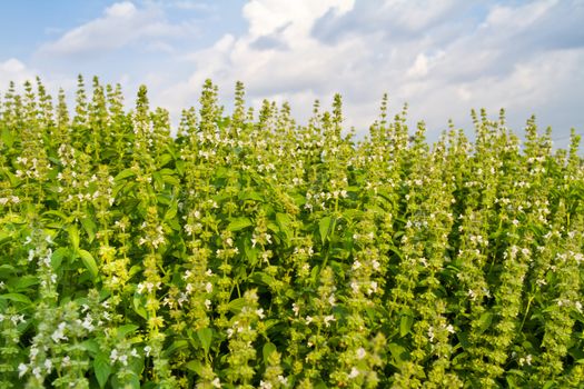 Sweet basil with flowers, herb for cold and lose weight