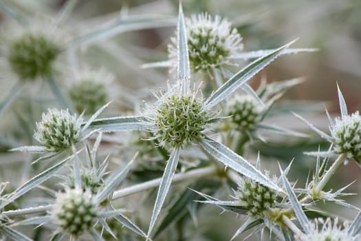 morning dew on plants