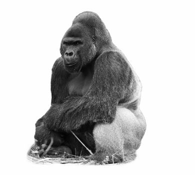 A black and white image of a male silverback western lowland gorilla isolated on white