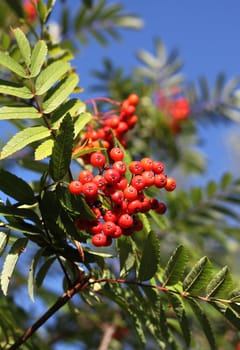 Sorbus aucuparia alias rowan in autumn with red berries