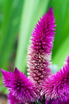 Celosia argentea also known as Plumed Cockscomb flowerbed