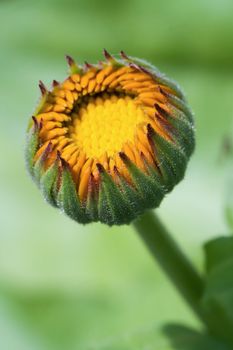 Orange Calendula officinalis flower