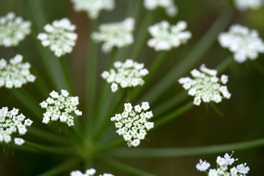 Aegopodium podagraria wildflower macro