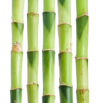 Green bamboo isolated on white