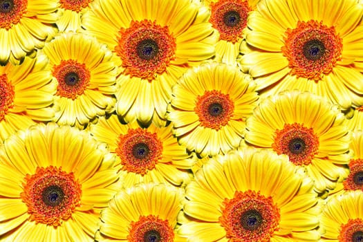 Beautiful summer background made of yellow flowers