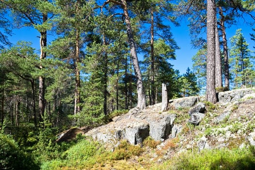 Pines on rocks on Kiy island