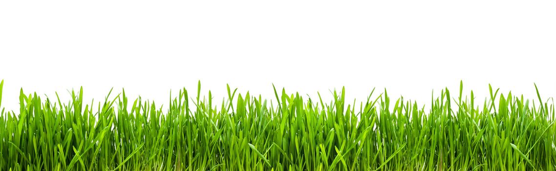 Fresh green grass on white background