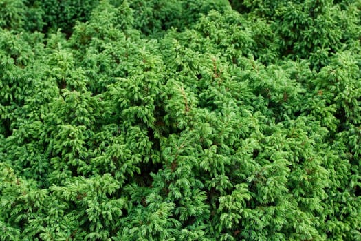 branches and leaves of a juniper, high res texture