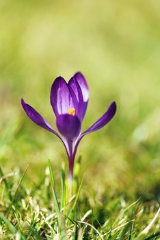 Single crocus flower in the grass with shallow DOF