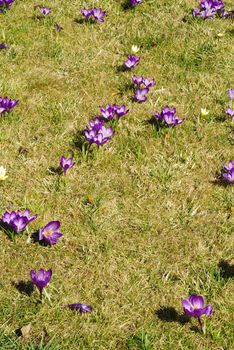 Meadow is full of beautiful spring flowers- crocuses