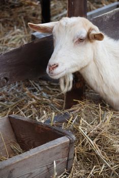 Goat is having a rest in the barn on the heap of straw