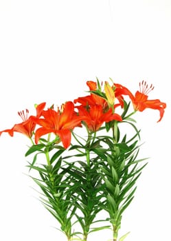 Beautiful red blooming lilieswith green leaves isolated