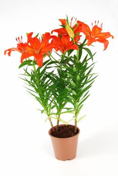 Beautiful red blooming lilies in a pot isolated