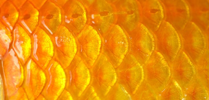 Macro photo of a golden fish scales