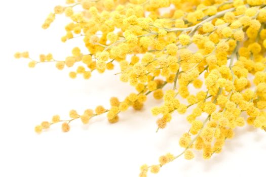 Mimosa isolated on white background