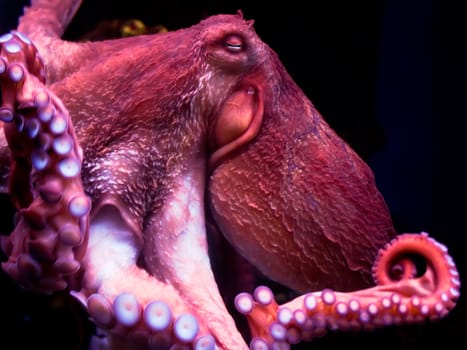 Nice smiling octopus deep under water