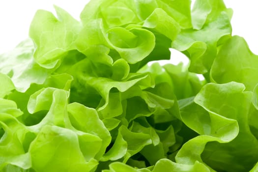 Fresh green Lettuce salad close up