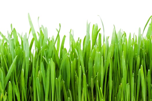 Fresh green grass on white background