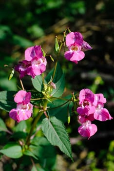 pink flowers