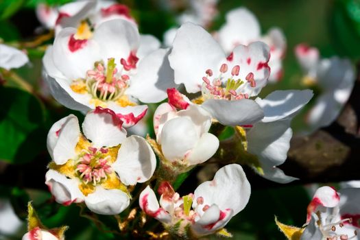 Cherry flowers
