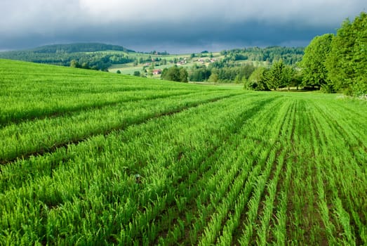 green landscape