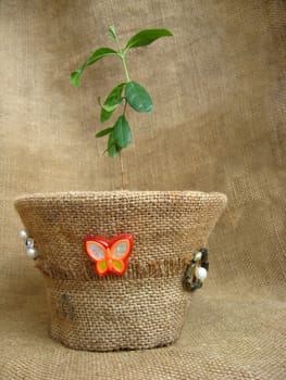 sprout of a feijoa in a flowerpot on a brown background