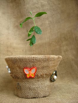 sprout of a feijoa in a flowerpot on a brown background