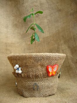 sprout of a feijoa in a flowerpot on a brown background