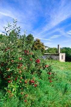 apple tree