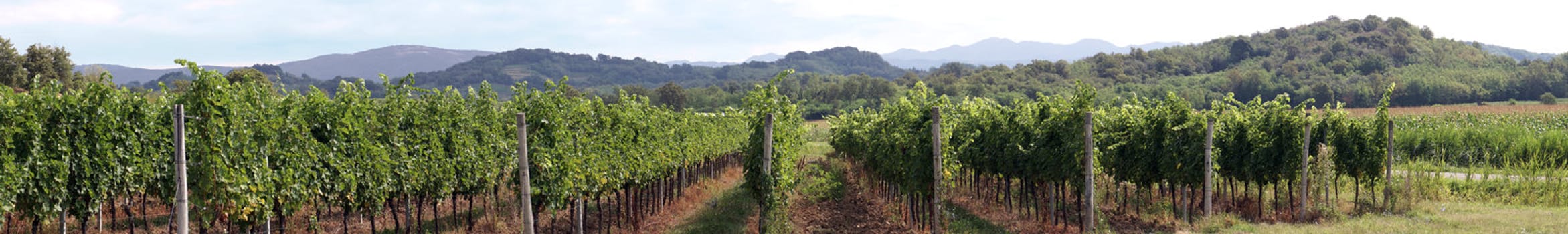 Vineyard and cornfield panorama with hills on the background.