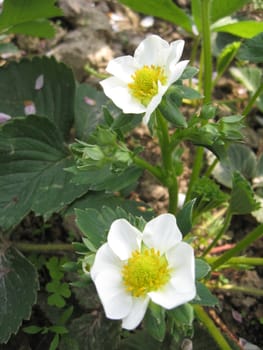 The image of two beautiful flowers of a strawberry