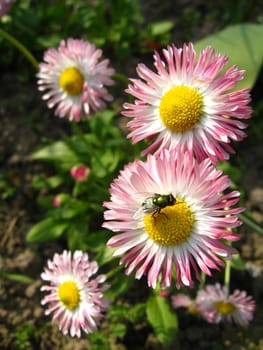 The fly on a beautiful pink flower of a daisy