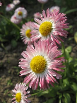 Beautiful and gentle flowers of a daisy