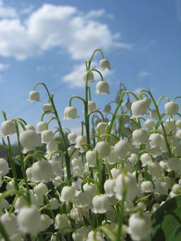 Fine white flowers of a lily of the valley on a background of the blue sky