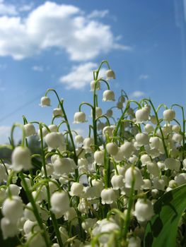 Fine white flowers of a lily of the valley on a background of the blue sky