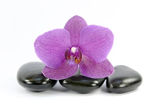 orchid on stone