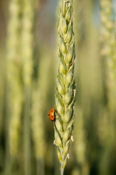 Red ladybug on the wheat.