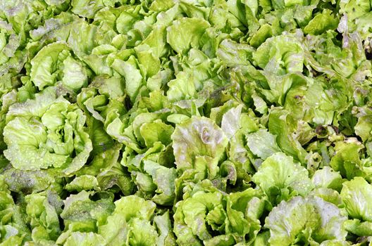 lettuce in a garden