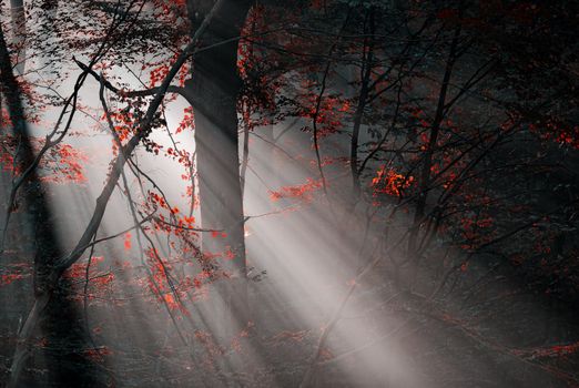 red colors and subeams in the forest