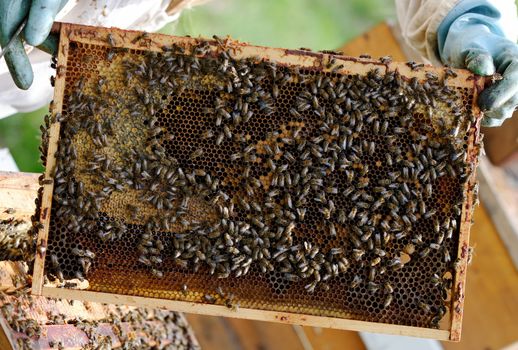 A beekeeper at work.