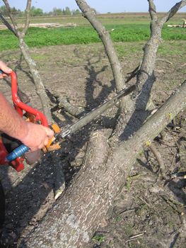 The man sawing the firewoods by petrol saw