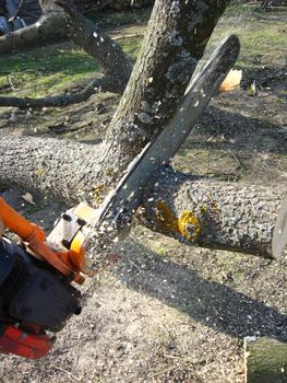 The man sawing the firewoods by petrol saw