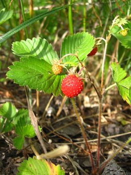 Beautiful wild strawberry found in a wood in summer