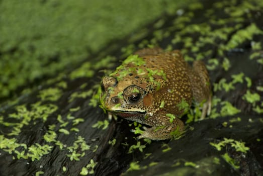 Frog sitting on the tree, green background