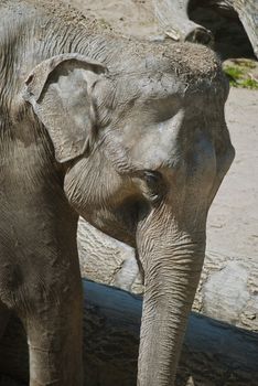 Portrait of Asian elephant, large land mammal
